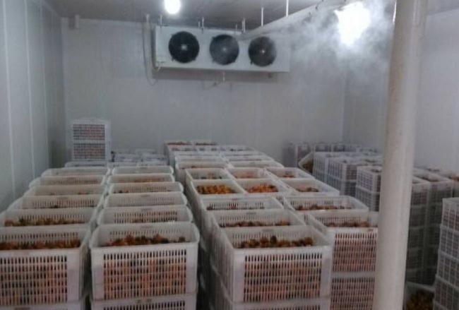 91香蕉视频污版下载安装